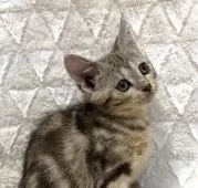 アメリカンショートヘア【東京都・女の子・2025年9月15日・ブラウンタビー】の写真5