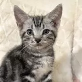 アメリカンショートヘア【東京都・男の子・2025年8月10日・シルバータビー】の写真4