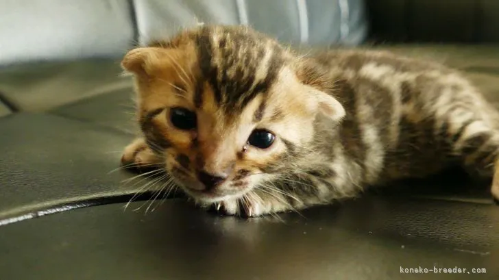 ID：2204-02006の子猫