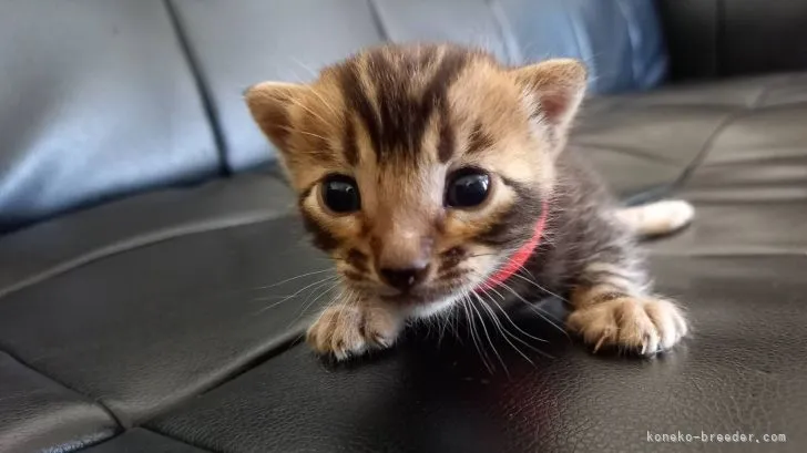 ID：2205-02801の子猫