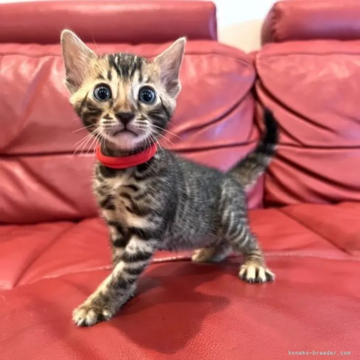 ID：2308-01319の子猫