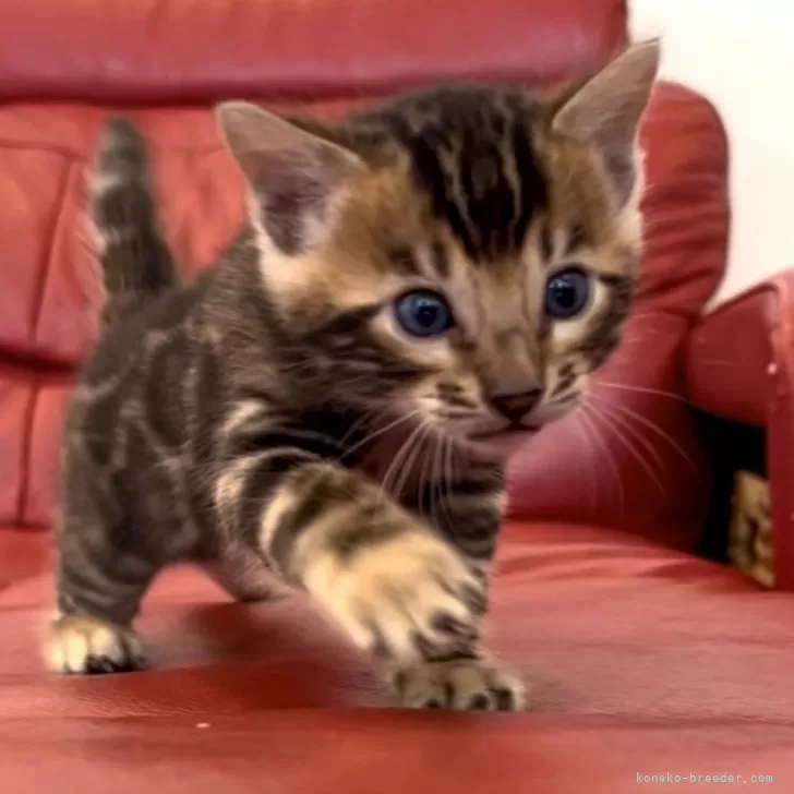 ID：2411-00174の子猫