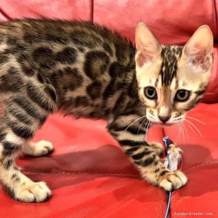 ID：2303-02128の子猫