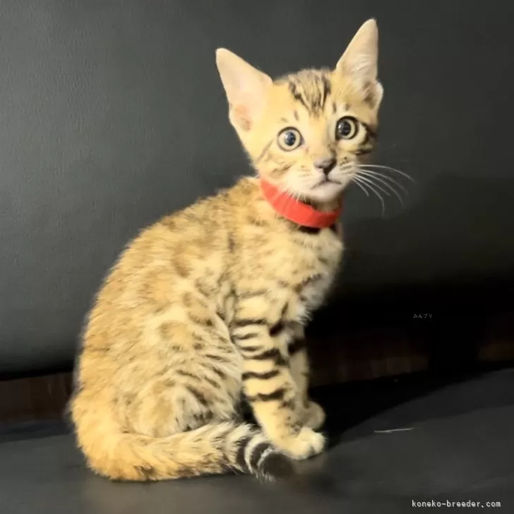 ID：2408-01098の子猫