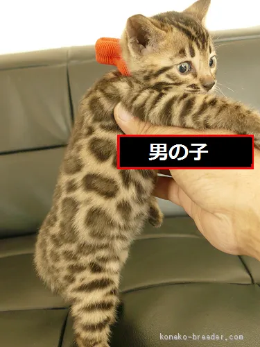 のぐ 様のお迎えした子猫