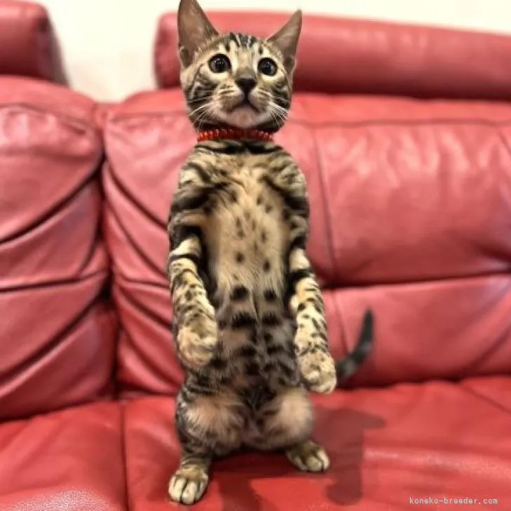 ID：2211-00298の子猫