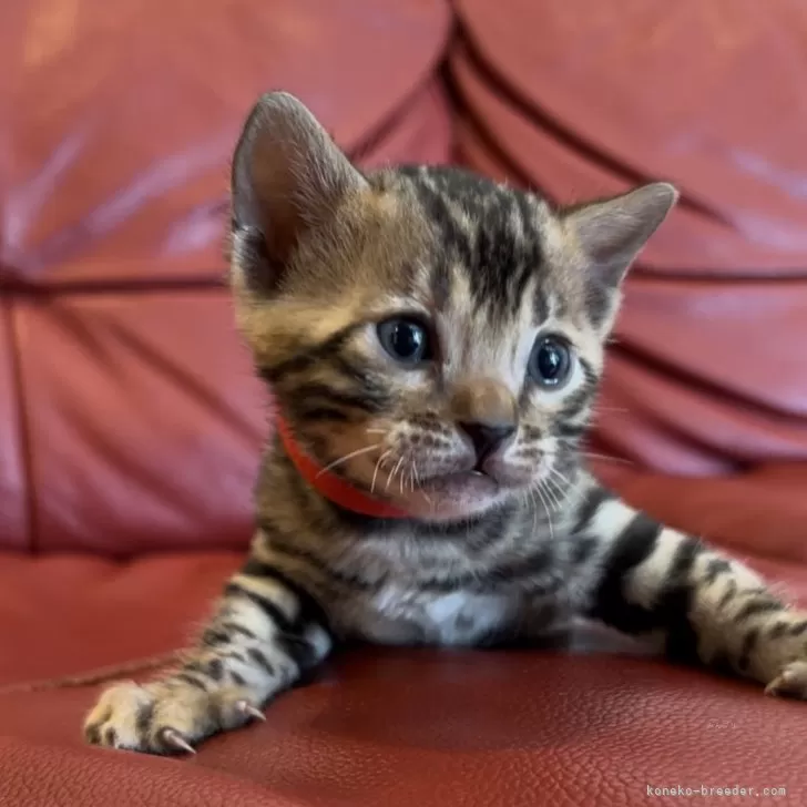 ID：2403-01415の子猫