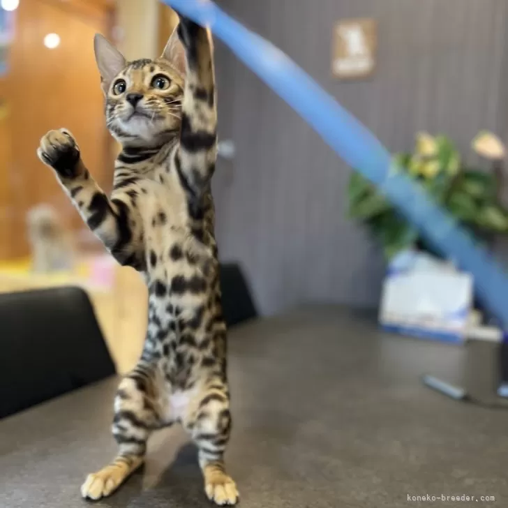 ID:2312-01619の子猫