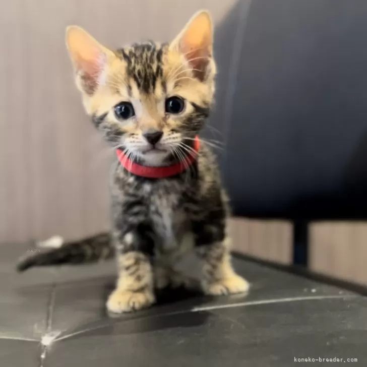 ID：2404-01050の子猫