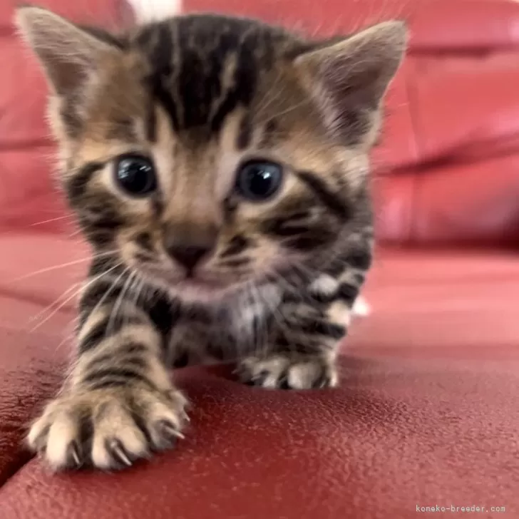 うらん 様のお迎えした子猫