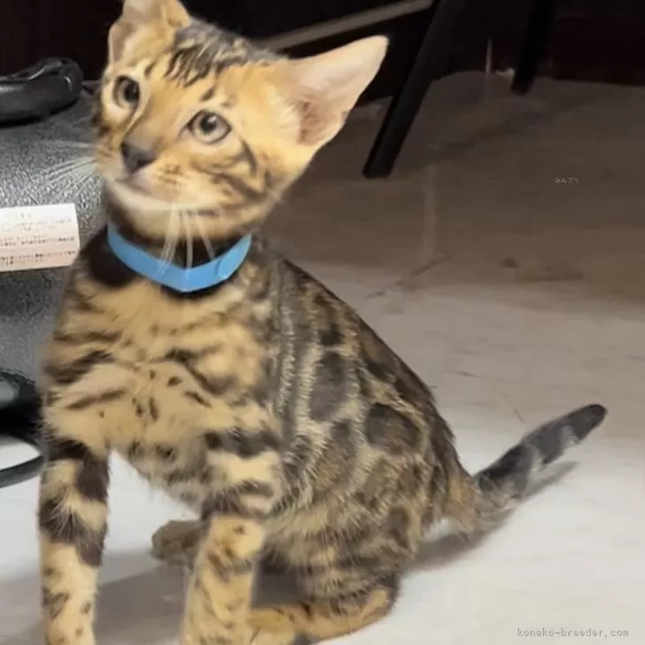 ID:2409-02909の子猫