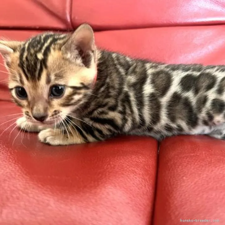 ID：2302-00779の子猫