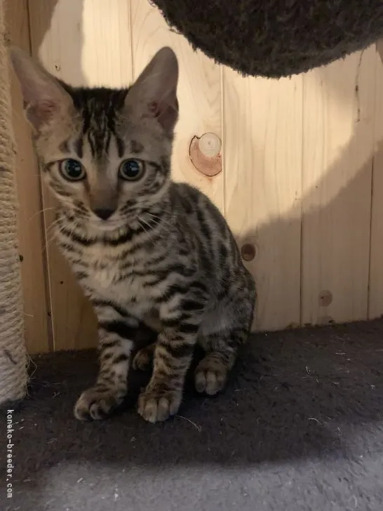 ID：2111-01175の子猫