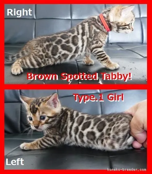 ID：2110-00987の子猫