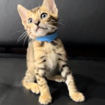 ベンガル【宮崎県・男の子・2024年6月19日・ブラウンスポテッドタビー】の写真「グリッターがギラギラ」