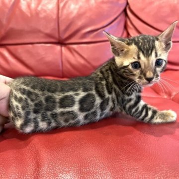 ベンガル【宮崎県・女の子・2023年7月15日・ブラウン】の写真「超かわいいタレ目ちゃん。」