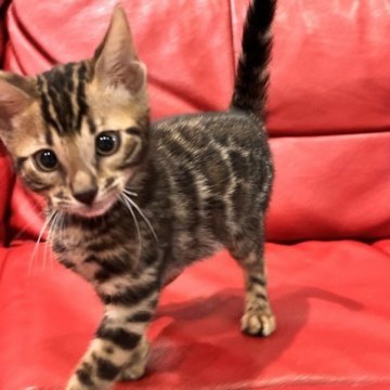 ベンガル【宮崎県・男の子・2023年3月13日・ブラウンスポテッドタビー(ロゼット)】の写真「左右、柄のバランス配置が素晴らしいです。」