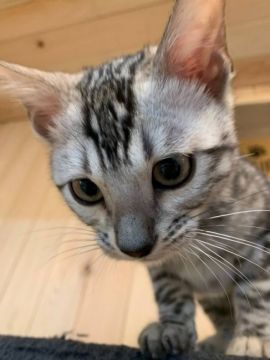 ベンガル【宮崎県・男の子・2021年9月18日・シルバースポテッドタビー】の写真「キュートな可愛い顔」