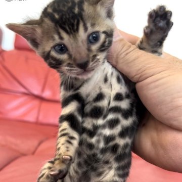 ベンガル【宮崎県・男の子・2024年3月6日・ブラウン】の写真「タイトにまとまった短く艶々のコート＆濃淡ロゼット」