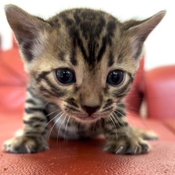 ベンガル【宮崎県・女の子・2024年3月6日・ブラウン】の写真「身体全体に、メリハリあるロゼットが隙間なく配置。」