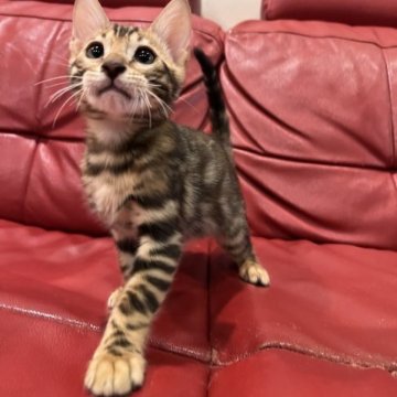 ベンガル【宮崎県・男の子・2023年6月4日・ブラウン】の写真「日に日に豪華変身中！素晴らしく美しいです。」