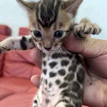 ベンガル【宮崎県・女の子・2024年8月8日・ブラウンスポテッドタビー】の写真「形、バランス配置良い極上ロゼット！」