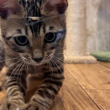 ベンガル【宮崎県・女の子・2023年8月12日・ブラウン】の写真「光沢ツヤツヤ、手触りツルツル！」