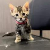 ベンガル【宮崎県・女の子・2024年3月2日・ブラウン】の写真1