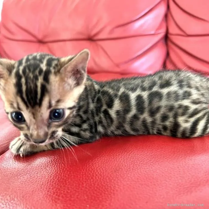 梵天丸 様のお迎えした子猫