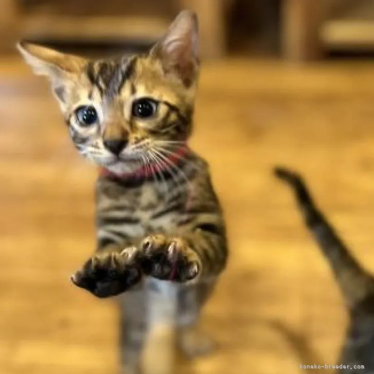 ID：2208-01049の子猫