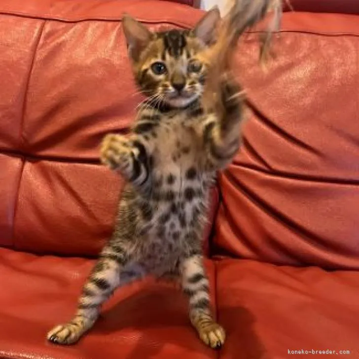 ID：2211-01800の子猫