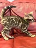 ベンガル【宮崎県・男の子・2023年3月16日・ブラウンスポテッドタビー(ロゼット)】の写真2