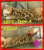 ベンガル【宮崎県・女の子・2022年4月5日・ブラウンスポテッドタビー(ロゼット)】の写真4