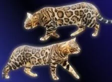 ベンガル【宮崎県・女の子・2022年4月9日・ブラウンスポテッドタビー(ロゼット)】の写真5「父親」