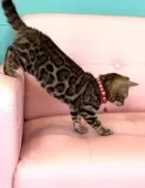 ベンガル【宮崎県・女の子・2024年10月15日・ブラウンスポテッドタビー】の写真14