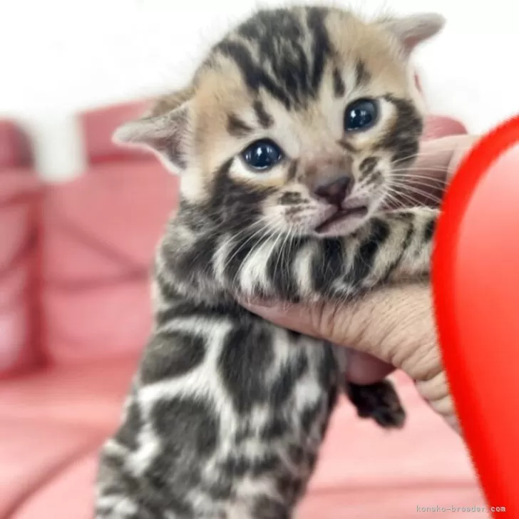 ID：2505-00012の子猫