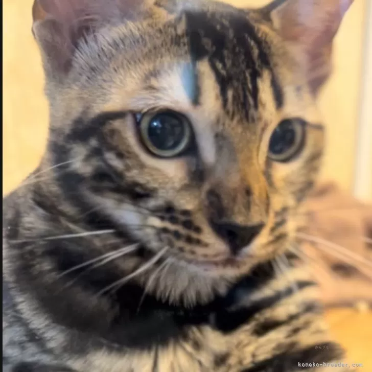 ベンガル【宮崎県・女の子・2025年6月18日・ブラウンスポテッドタビー】の写真1