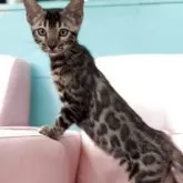 ベンガル