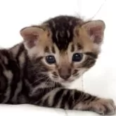 ベンガル