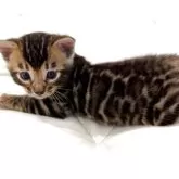 ベンガル【宮崎県・男の子・2025年8月17日・ブラウンスポテッドタビー】の写真5