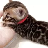 ベンガル【宮崎県・女の子・2025年8月17日・ブラウンスポテッドタビー】の写真6