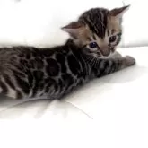 ベンガル【宮崎県・女の子・2025年8月17日・ブラウンスポテッドタビー】の写真7