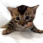 ベンガル【宮崎県・女の子・2025年8月17日・ブラウンスポテッドタビー】の写真8