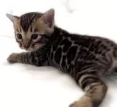 ベンガル【宮崎県・女の子・2025年8月17日・ブラウンスポテッドタビー】の写真8