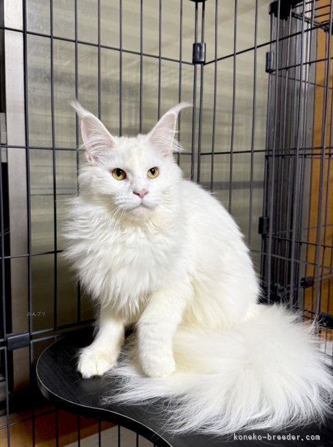 メインクーン【・女の子・2024年4月28日・ホワイトソリッド】