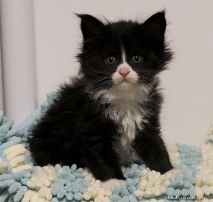 ID:2102-00856の子猫