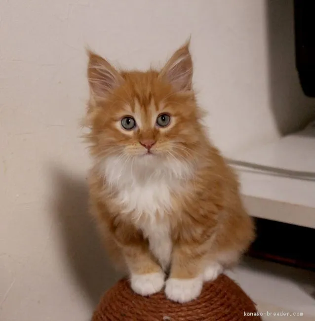 ID:2102-00857の子猫