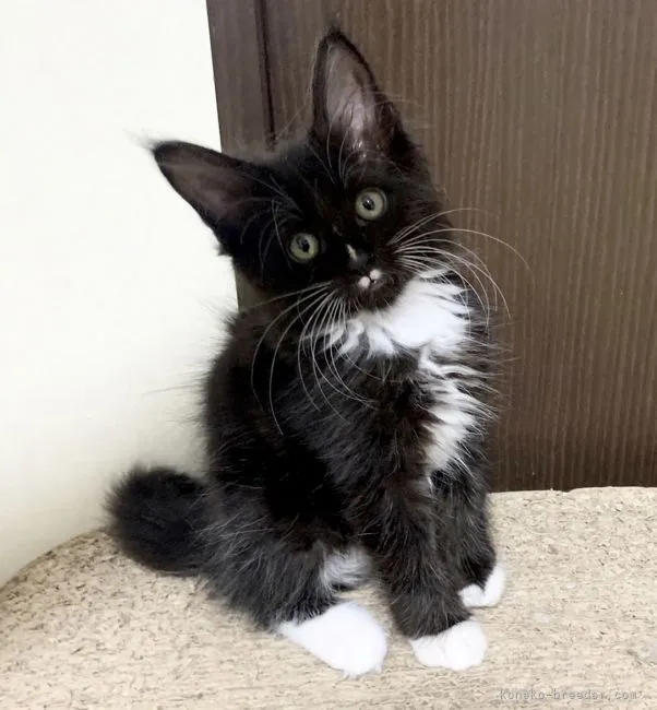 ID:2109-02174の子猫