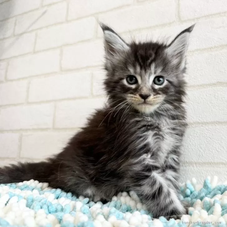 ID:2406-03225の子猫