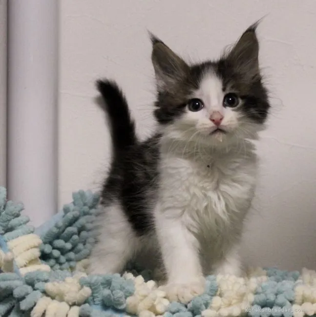 ID:2102-00655の子猫